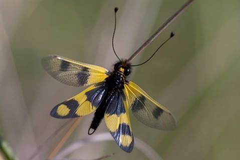 Eastern European owlfly, dragonfly macaronius, butterflies, Bulgaria, insects, web-winged birds,
