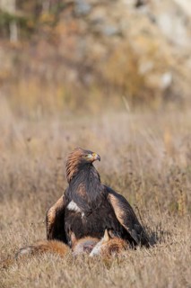 One golden eagle (Aquila chrysaetos) sitting in bright sunlight on a meadow, feeding on a dead fox