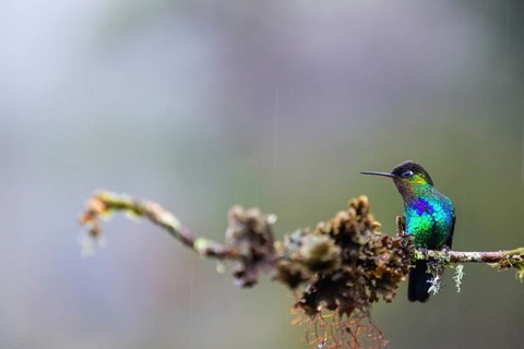 Fire-throated Hummingbird (Panterpe insignis), Hummingbird (Trochilidae), Swiftbirds (Apodiformes),