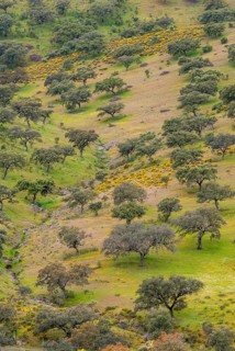 Countries, Dehesa, Extremadura, high size, portrait, cultural landscape, landscape, countries,