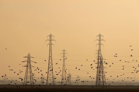 Common starling (Sturnus vulgaris) adult birds flying together in a flock during a murmuration at