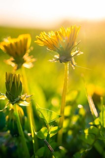 Close-up of a dandelion in soft morning light in a field, Gechingen, Heckengäu Region, Germany