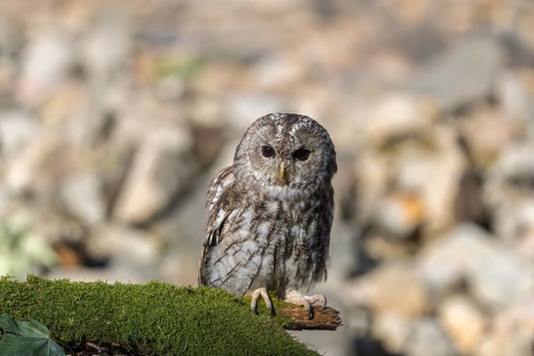 One tawny owl or brown owl (Strix aluco) sitting on a mossy branch
