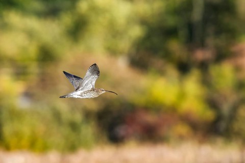Eurasian Curlew, Numenius arquata, birds in flight over marshes