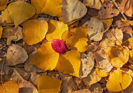 Bunter Laubhaufen am Boden mit gelben und roten Herbstblättern einer Pappel (Populus spec.) im
