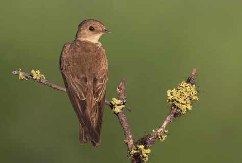 Northern Rough-winged Swallow (Stelgidopteryx serripennis) perched on lichen branch, British