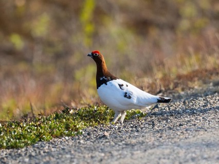 Willow ptarmigan (Lagopus lagopus) male, in summer plumage, at edge of a road, May, Finnish Lapland