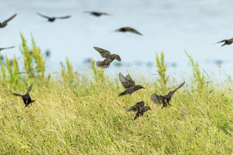 Common Starling (Sturnus vulgaris) group flying, Texel, Netherlands