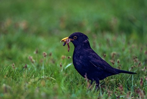 Blackbird, Turdus Merula, Prey, Birds, Capture, Foraging, Garden, Leo, Male, Male, Foraging,