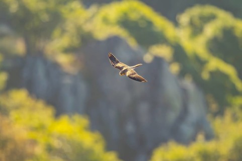 Common kestrel (Falco tinnunculus) flying in the Vosges Mountains, wildlife, France