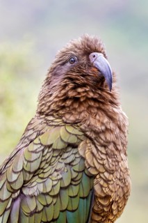 Kea (Nestor notabilis), Fiordland National Park, New Zealand