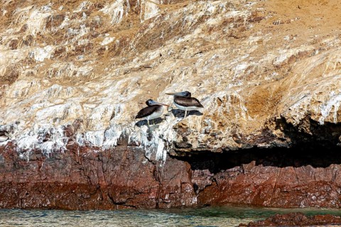 Two pelicans on a rocky coast with the sea in the background, brown pelican in Paracas in Peru