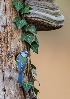 Eurasian Blue Tit (Cyanistes caeruleus) at a tree hollow, Baden-Wuerttemberg, Germany