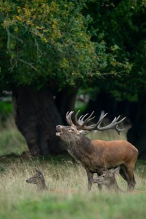 Red deer (Cervus elaphus) in rut, Klamptenborg, Copenhagen, Denmark