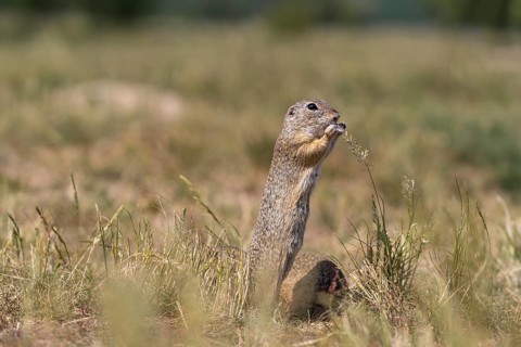 One European ground squirrel (Spermophilus citellus) or European souslik feeding on seeds in tall