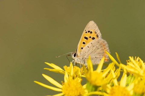 Small copper butterfly (Lycaena phlaeas) adult insect feeding on Ragwort (Jacobaea vulgaris)