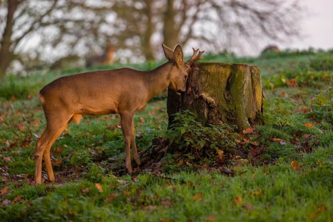 A roebuck (Capreolus capreolus), nibbling moss from a tree stump at sunrise