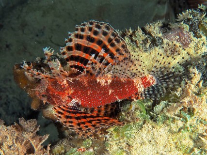 Red Sea Dwarf Lionfish (Dendrochirus hemprichi)