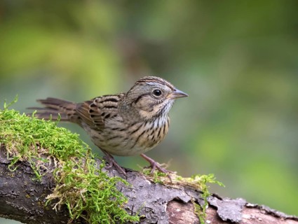 A Lincoln's Sparrow, Melospiza lincolni, on a mossy log in Saskatoon, in Saskatchewan, Canada