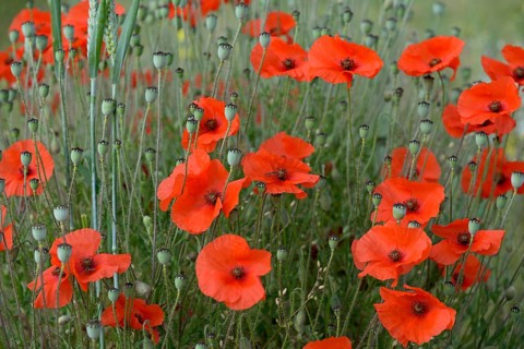 Corn poppy (Papaver rhoeas), flowers and unripe fruit capsules, North Rhine-Westphalia, Germany