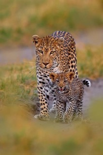 Leopard kitten baby, hidden nice orange grass. Leopard cub with mother walk. Big wild cat in the