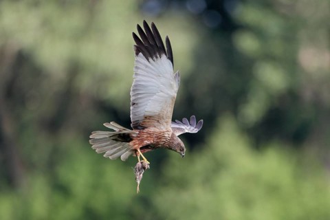 Rohrweihe, lat. Circus aeruginosus, Männchen, Alterskleid, im Flug von der Seite vor Baumkronen mit
