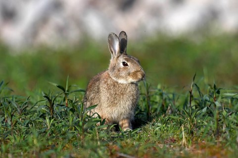 European rabbit (Oryctolagus cuniculus) in a field near Achern, wild, Ortenaukreis, Black Forest,