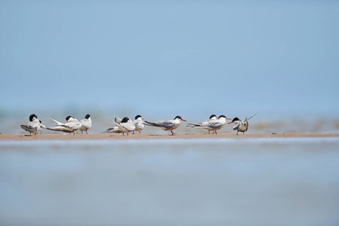 Elegant tern (Thalasseus elegans) standing on a sandbank, ebro delta, Catalonia, Spain