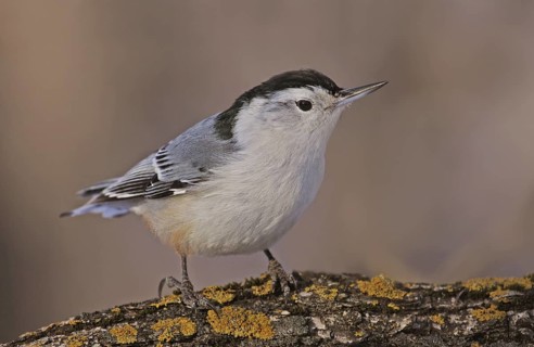 White-breasted Nuthatch (Sitta carolinensis), Saskatchewan, Canada