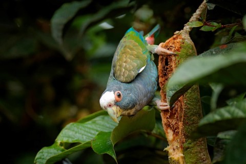 Portrait of parrot, green leave. Pair of birds, green and grey parrot, White-crowned Pionus,