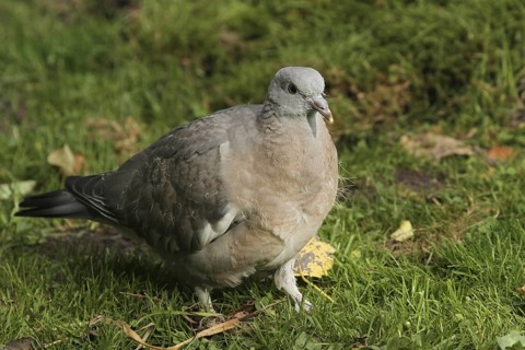 Common Wood Pigeon (Columba palumbus) juvenile, Lower Saxony, Germany