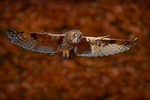 Autumn wildlife. Owl fly in autumn forest. Owl in orange wood, yellow eye. Long-eared Owl, Asio