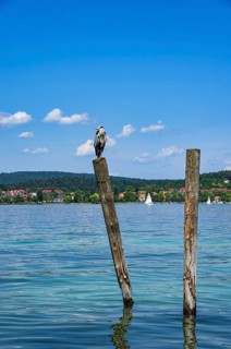 A grey heron sits on a wooden post on the edge of Lake Constance on the island of Reichenau,