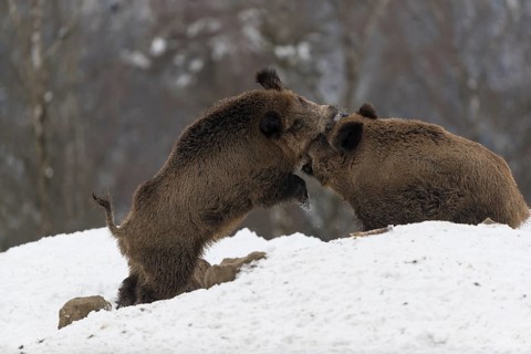 Wild boar or wild pig (Sus scrofa), fighting on snowy ground, trees in the background