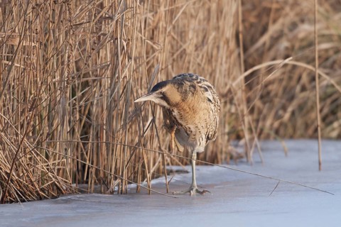 Eurasian Bittern (Botaurus stellaris) male, Netherlands