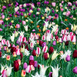 Different coloured tulips (Tulipa), colourful tulip bed, Keukenhof gardens, Lisse, Bollenstreek,