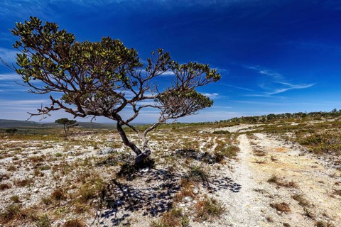 A lonely tree in a dry, sandy landscape under a clear blue sky, the thornshrub savanna in the