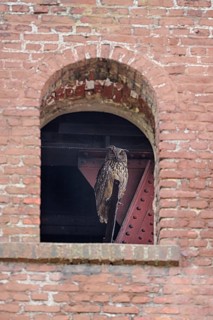 Uhu (Bubo bubo), Eagle Owl, ruhender Altvogel, Juni, Zeche Ewald, Herten, Ruhrgebiet,