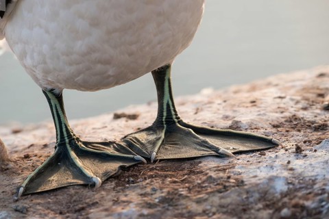 Feet, legs and belly of a northern gannet (Morus bassanus) (Synonym: Sula bassana), close-up on