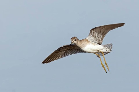 Bruchwasserläufer, Wood Sandpiper, Tringa glareola, Chevalier sylvain, Andarríos Bastardo