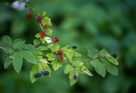 Alpine currant, mountain currant, caprifoliaceae, honeysuckle family, grossulariaceae, honeysuckle,