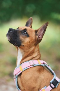 Brown dog wearing pink Y-shaped harness