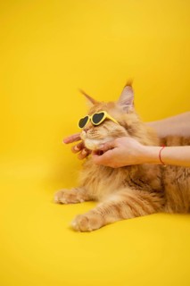 An orange cat wearing heart shaped sunglasses enjoys a gentle chin scratch against a vibrant yellow
