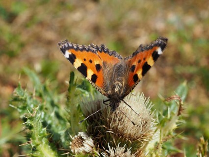 A butterfly with orange wings, the Small tortoiseshell (Aglais urticae), resting on a thistle,