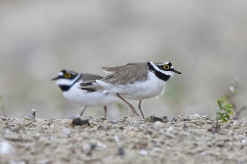 Little Ringed Plover (Charadrius dubius) pair, Saxony-Anhalt, Germany
