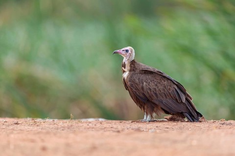 Hooded Vulture, CNecrosysrtes monachus), goshawk family, Kotu area, Kotu, South Bank, Gambia
