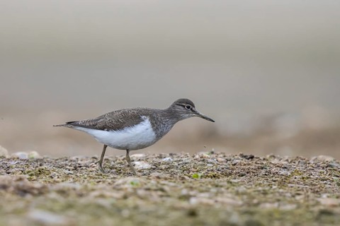 Common Sandpiper (Actitis hypoleucos), North Rhine-Westphalia, Germany