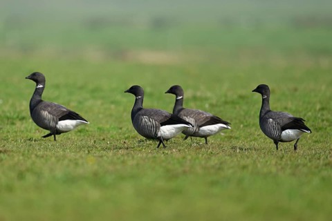 Brent geese (Branta bernicla), standing on a meadow, West Frisian Islands, province of North
