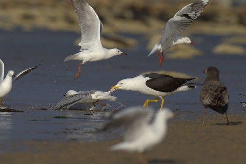 Pacific Gull (Larus pacificus), Victoria, Australia