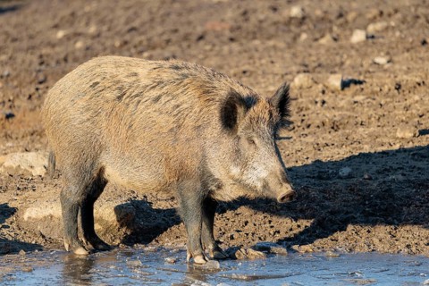 On a sunny day, a wild boar (Sus scrofa) stands on the ice of a small frozen pond